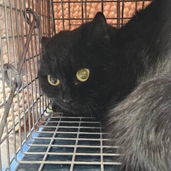 Domestic Short Hair Cats Available for Adoption in Des Moines, Iowa - Cleopatra | PetCurious