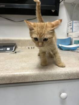 Zara -  Domestic Short Hair Cat for Adoption in Ontario, California - Zara | PetCurious