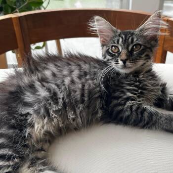 Wonder Woman -  Domestic Long Hair Cat for Adoption in Richmond, Virginia - Wonder Woman | PetCurious