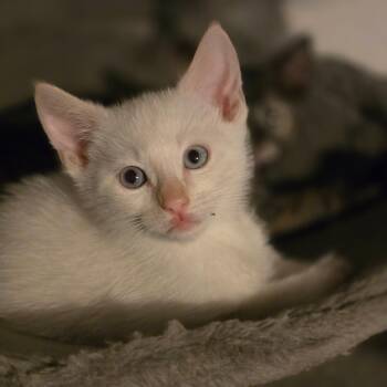 Cobalt -  Siamese Cat for Adoption in Hayward, California - Cobalt | PetCurious