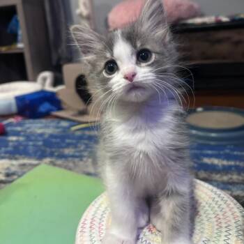 Glimmer -  Domestic Short Hair Cat for Adoption in Saint Charles, Missouri - Glimmer | PetCurious