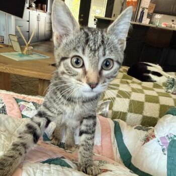 Mona -  Domestic Short Hair Cat for Adoption in Kansas City, Missouri - Mona | PetCurious