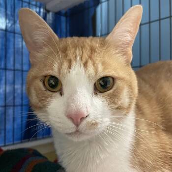 Maximus (with Peaches) -  Domestic Short Hair Cat for Adoption in Swanzey, New Hampshire - Maximus (with Peaches) | PetCurious