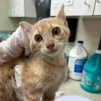 Barn Nico 26-07-155 -  Domestic Short Hair Cat for Adoption in Bastrop, Texas - Barn Nico 26-07-155 | PetCurious