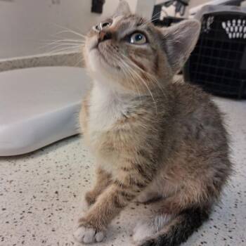 Shani -  Domestic Short Hair Cat for Adoption in Auburn, Alabama - Shani | PetCurious