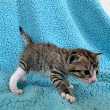 Barley -  Domestic Short Hair Cat for Adoption in Smithville, Tennessee - Barley | PetCurious