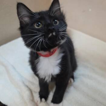 Gina - Chino Hills Location -  Domestic Long Hair Cat for Adoption in Chino Hills, California - Gina - Chino Hills Location | PetCurious
