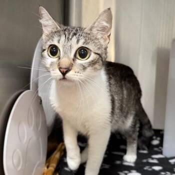 Quicksand -  Domestic Short Hair Cat for Adoption in Los Angeles, California - Quicksand | PetCurious