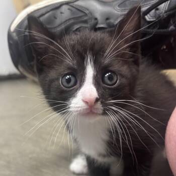 Nadia -  Domestic Short Hair Cat for Adoption in Waynesburg, Pennsylvania - Nadia | PetCurious