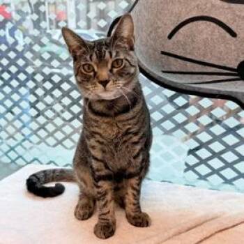 Shimmy -  Domestic Short Hair Cat for Adoption in New York, New York - Shimmy | PetCurious