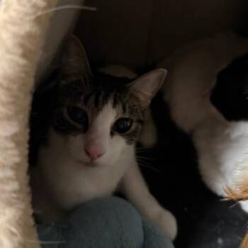 American Shorthair Cats Available for Adoption in Washougal, Washington - Buttercup | PetCurious