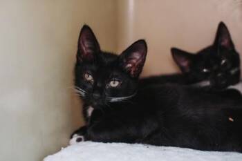 94973A Delilah-PetSmart West Ashley -  Domestic Short Hair Cat for Adoption in North Charleston, South Carolina - 94973A Delilah-PetSmart West Ashley | PetCurious