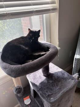 Cher **Courtesy Post -  Domestic Short Hair Cat for Adoption in Elmsford, New York - Cher **Courtesy Post | PetCurious