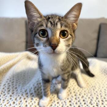 Jayna -  Domestic Short Hair Cat for Adoption in Tulsa, Oklahoma - Jayna | PetCurious