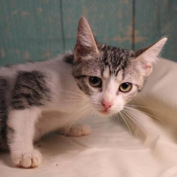 Domestic Short Hair Cats Available for Adoption - Brooklyn | PetCurious