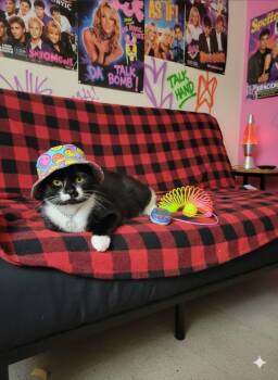 Domestic Short Hair Cats Available for Adoption in Saginaw, Michigan - Shamrock | PetCurious