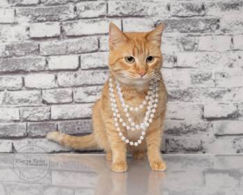 Karmel -  Domestic Short Hair and Tabby Cat for Adoption in Tuscaloosa, Alabama - Karmel | PetCurious