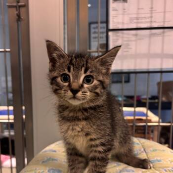 Oak -  Domestic Short Hair Cat Available for Adoption in Charleston, South Carolina - Oak | PetCurious