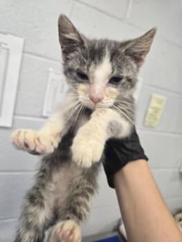 HESPERUS -  Domestic Short Hair Cat for Adoption in Hagerstown, Maryland - HESPERUS | PetCurious