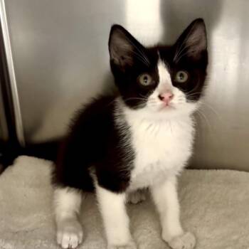 Domestic Short Hair Cats Available for Adoption in Galveston, Texas - Inky | PetCurious