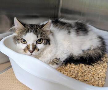 Mickey (TAS #5) -  Domestic Medium Hair Cat for Adoption in Trenton, New Jersey - Mickey (TAS #5) | PetCurious