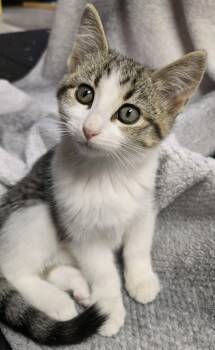 Meg -  Domestic Short Hair Cat for Adoption in Saint Charles, Missouri - Meg | PetCurious