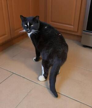 Eric 2 years AVAILABLE 6/24 -  Domestic Short Hair Cat for Adoption in Sterling, Massachusetts - Eric 2 Years AVAILABLE 6/24 | PetCurious