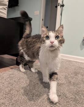 Max -  Domestic Medium Hair Cat for Adoption in Milton, Delaware - Max | PetCurious