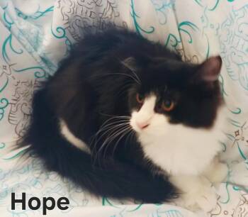 Domestic Short Hair Cats Available for Adoption in Franklin, Tennessee - HOPE | PetCurious