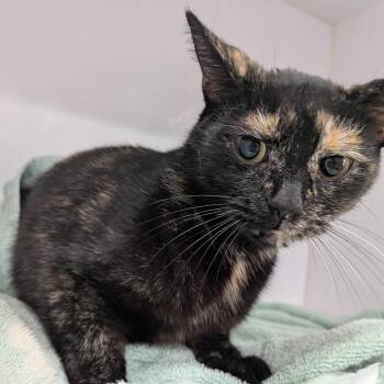Cassidy -  Domestic Short Hair Cat for Adoption in Huntington, West Virginia - Cassidy | PetCurious