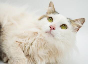 Waylon is going to WOW u with his beauty and cuddles - VIDEO -  Ragdoll and Turkish Angora Cat for Adoption in Bedford Hills, New York - Waylon Is Going To WOW U With His Beauty And Cuddles - VIDEO | PetCurious