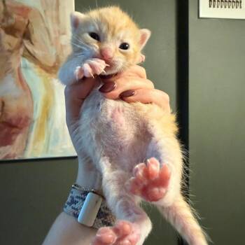 Firefly -  Domestic Short Hair Cat for Adoption in Philadelphia, Pennsylvania - Firefly | PetCurious