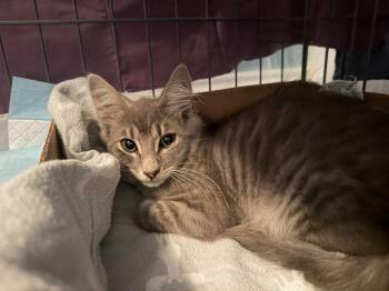 Jose -  Domestic Medium Hair Cat for Adoption in Raleigh, North Carolina - Jose | PetCurious