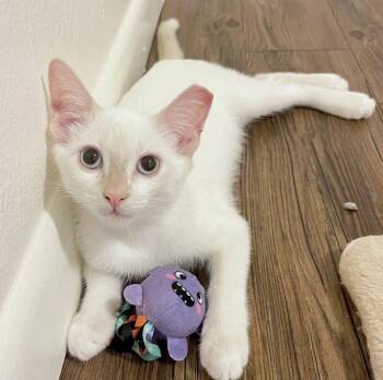 Maji -  Domestic Short Hair and Siamese Cat for Adoption in Tucson, Arizona - Maji | PetCurious