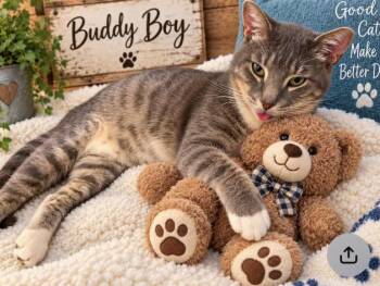 Buddy Boy -  Domestic Short Hair Cat for Adoption in Homestead, Florida - Buddy Boy | PetCurious