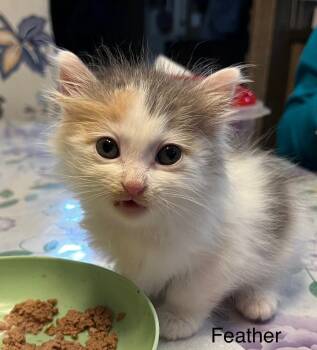 Rescue Domestic Medium Hair Cats for Adoption in El Dorado, Arkansas - Feather | PetCurious