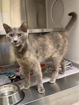 MS. GIGI -  Domestic Short Hair Cat for Adoption in Houston, Texas - MS. GIGI | PetCurious