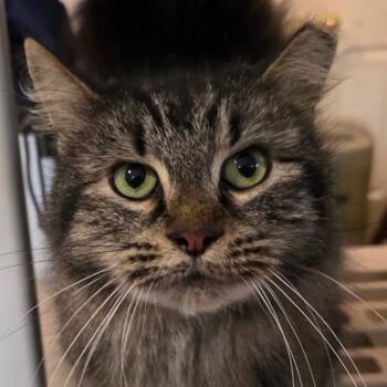 Rescue Maine Coon and Domestic Medium Hair Cats for Adoption in Waldorf, Maryland - Foxy | PetCurious