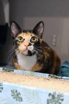 Rescue Domestic Short Hair Cats for Adoption in Newport Beach, California - Patches | PetCurious