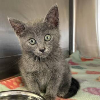Tammy -  Domestic Short Hair Cat for Adoption in Knoxville, Tennessee - Tammy | PetCurious