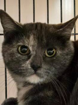 Callie -  Domestic Short Hair Cat for Adoption in Shelton, Washington - Callie | PetCurious