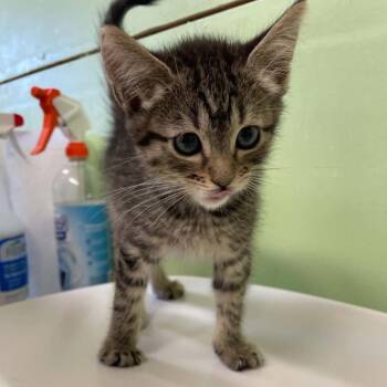 Amelia -  Domestic Short Hair Cat for Adoption in St. Helena, California - Amelia | PetCurious