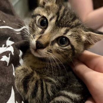 Sparky (Grey) -  Domestic Short Hair Cat for Adoption in Franklin, Tennessee - Sparky (Grey) | PetCurious