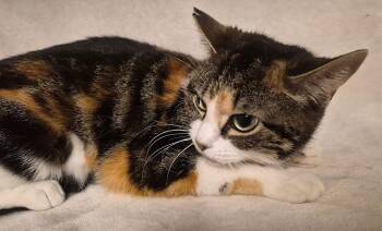 Domestic Short Hair Cats Available for Adoption - Thelma | PetCurious
