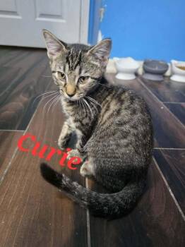 Curie -  Domestic Short Hair Cat for Adoption in Alafaya, Florida - Curie | PetCurious