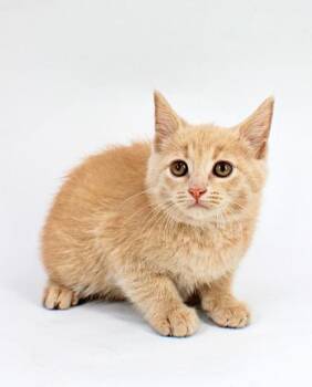 Domestic Short Hair Cats Available for Adoption in Morton Grove, Illinois - Fletcher | PetCurious