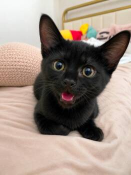 Maxine D -  Bombay Cat Available for Adoption in Fresno, California - Maxine D | PetCurious