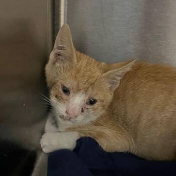 Misto -  Domestic Short Hair Cat for Adoption in Kingman, Arizona - Misto | PetCurious