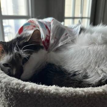 Domestic Short Hair Cats Available for Adoption in Austin, Texas - Soulshine | PetCurious