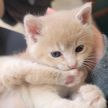 TOE -  Domestic Medium Hair Cat for Adoption in Tipton, Indiana - TOE | PetCurious